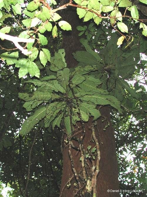 Atractocarpus longistipitatus habit