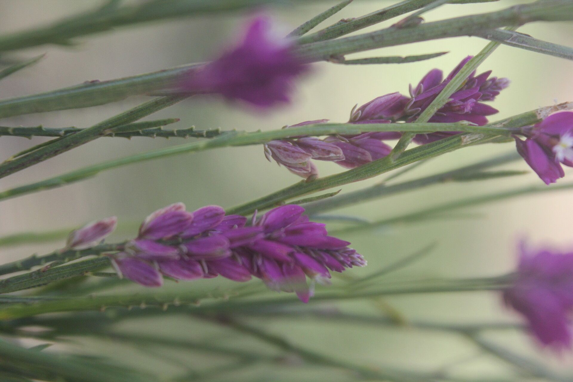 Polygala variabilis flower