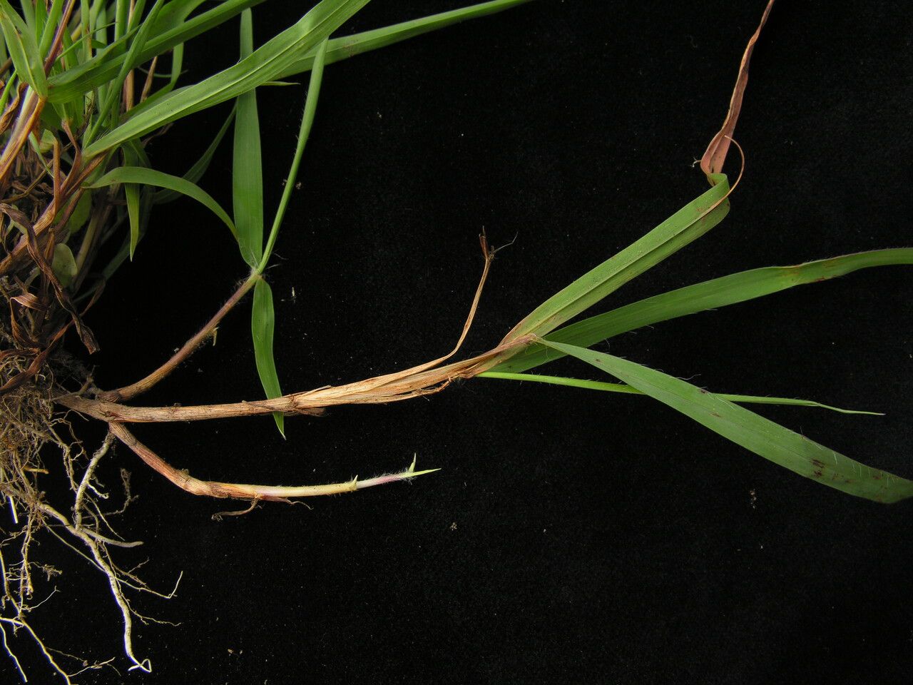 Eulalia mollis habit