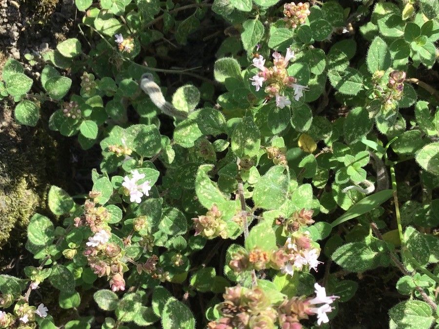 Origanum calcaratum