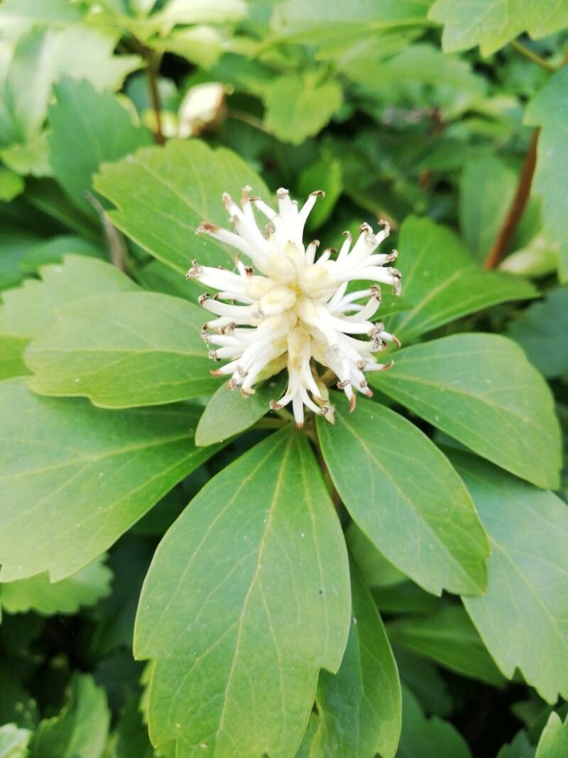 Pachysandra axillaris