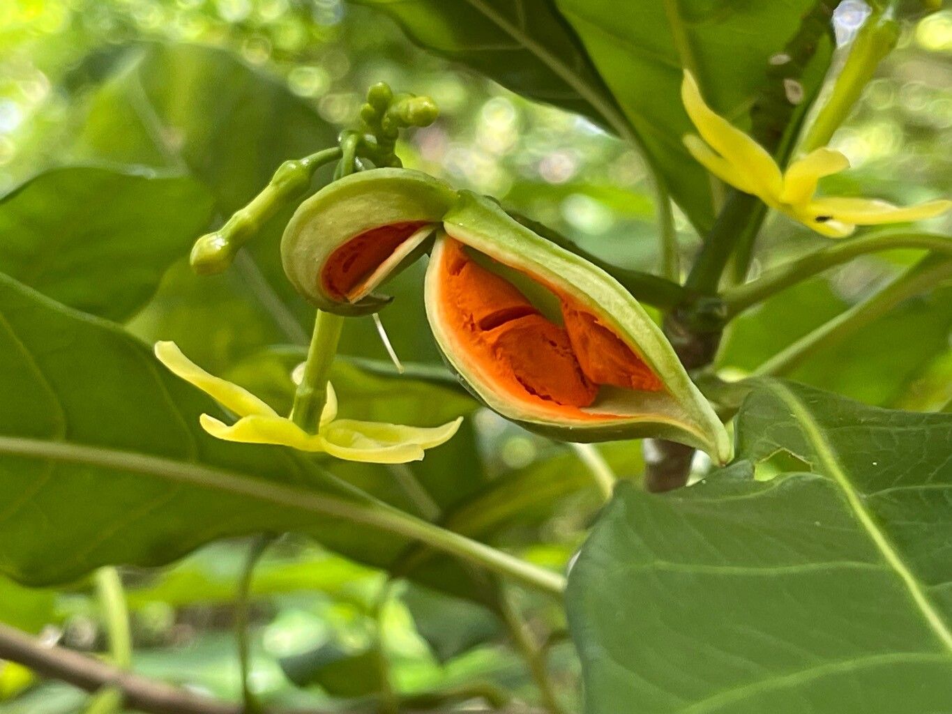 Tabernaemontana laurifolia fruit