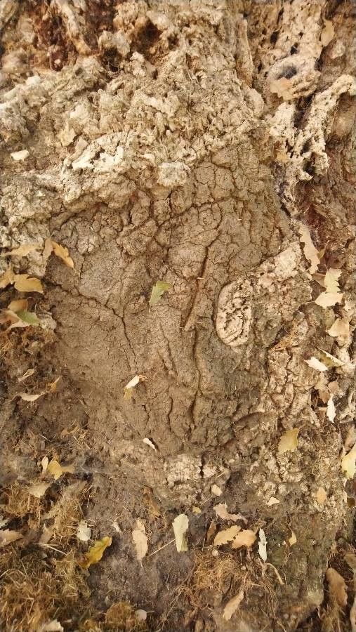 Quercus x lucombeana bark