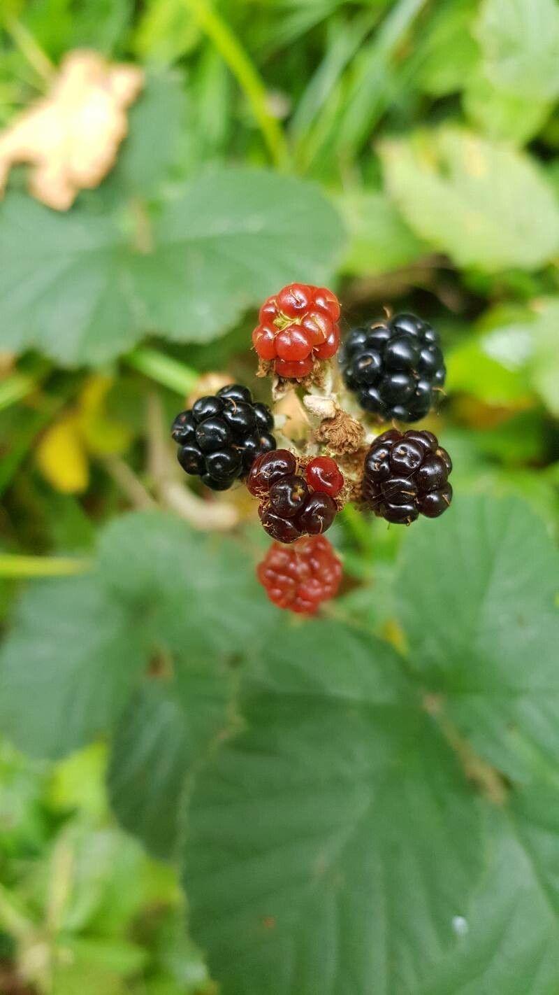 Rubus vestitus fruit