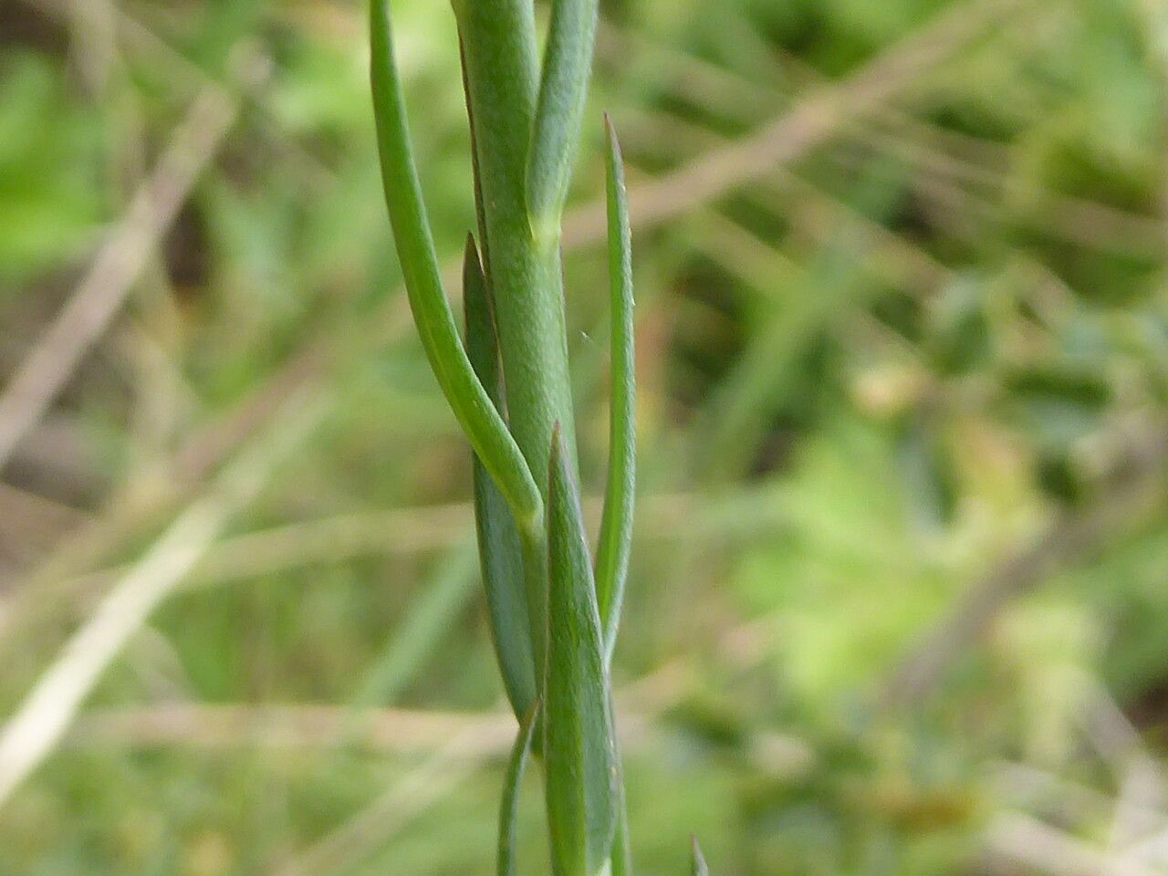 Linum narbonense — search result for 'Linaceae'