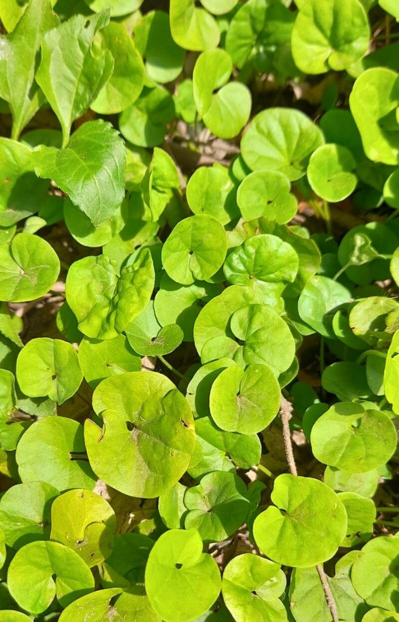 Dichondra repens habit