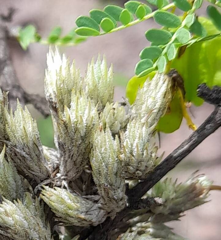 Tillandsia pedicellata — houseplant care guide