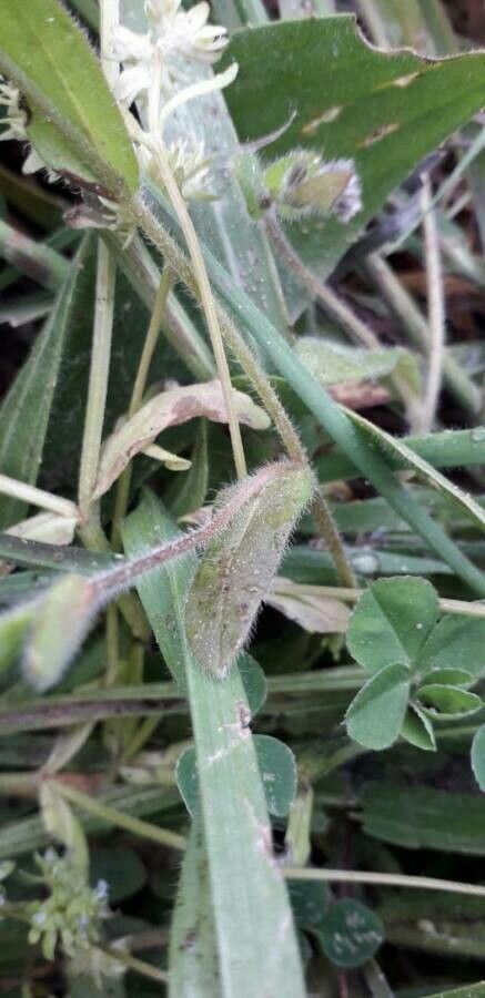 Myosotis ramosissima — search result for 'Boraginaceae'