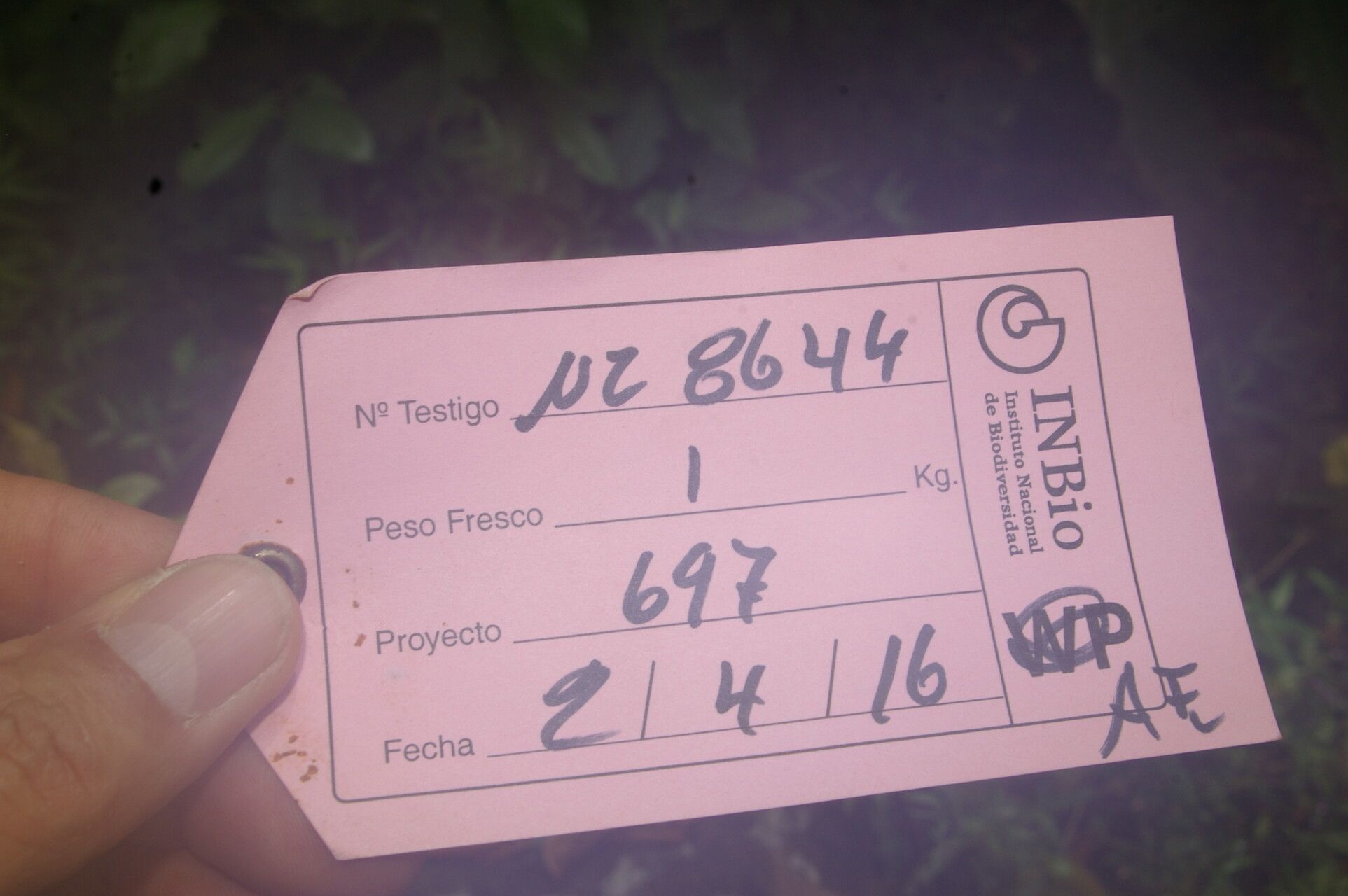 Fleischmannia sideritidis other