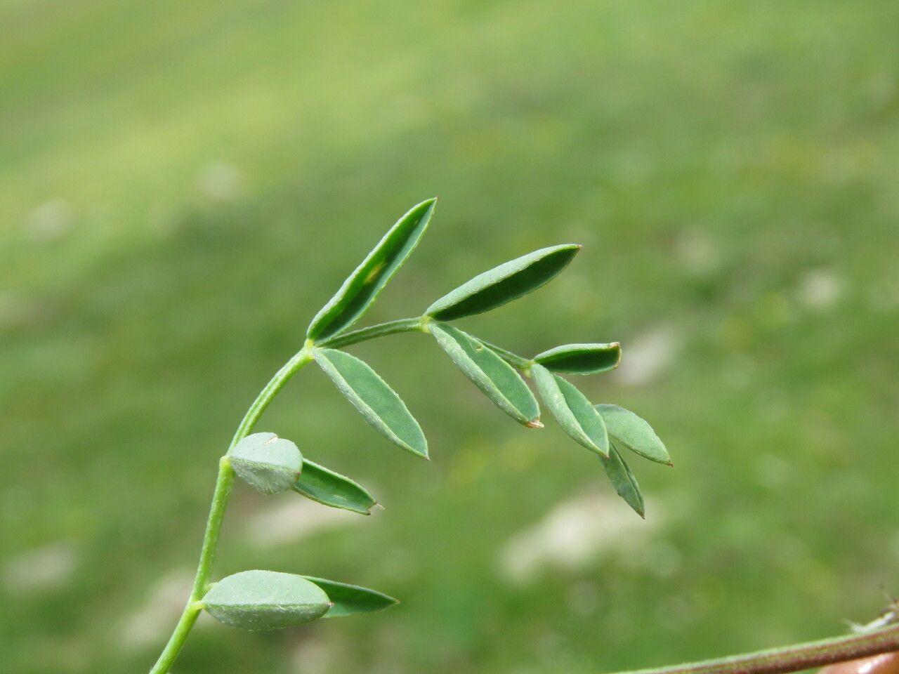 Astragalus australis leaf