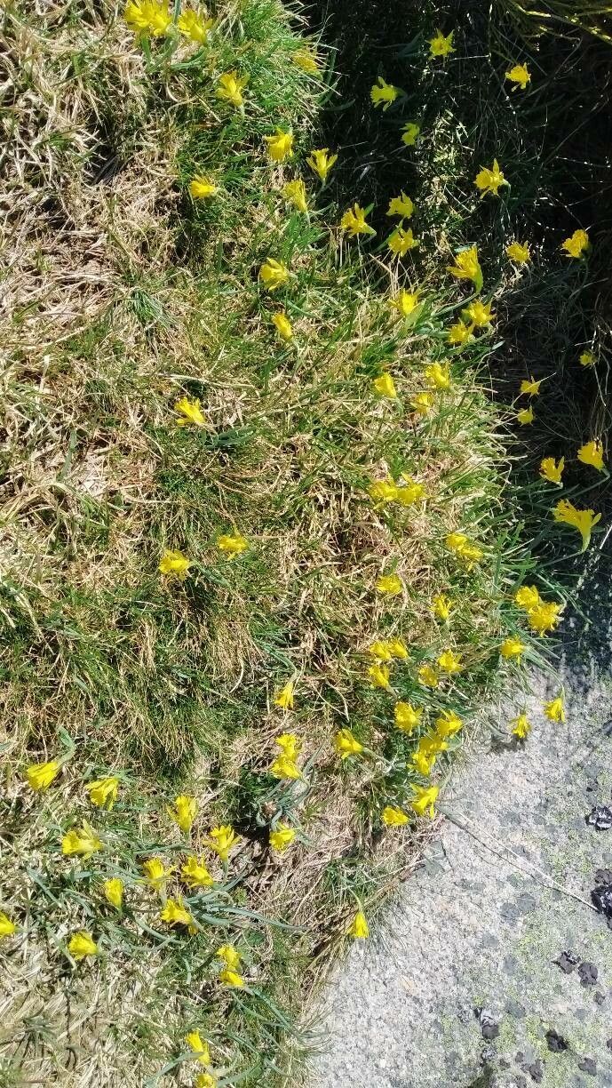 Narcissus cuneiflorus habit