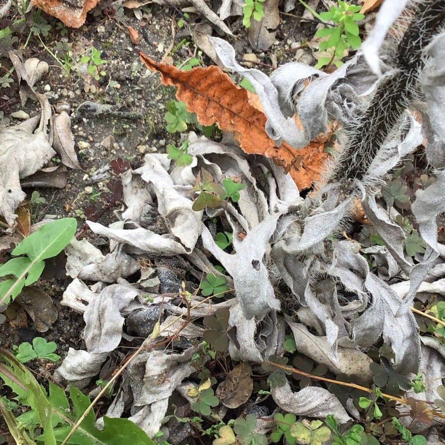 Echium boissieri leaf