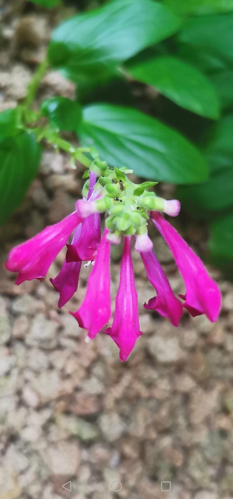 Spigelia aceifolia — related species from the same genus