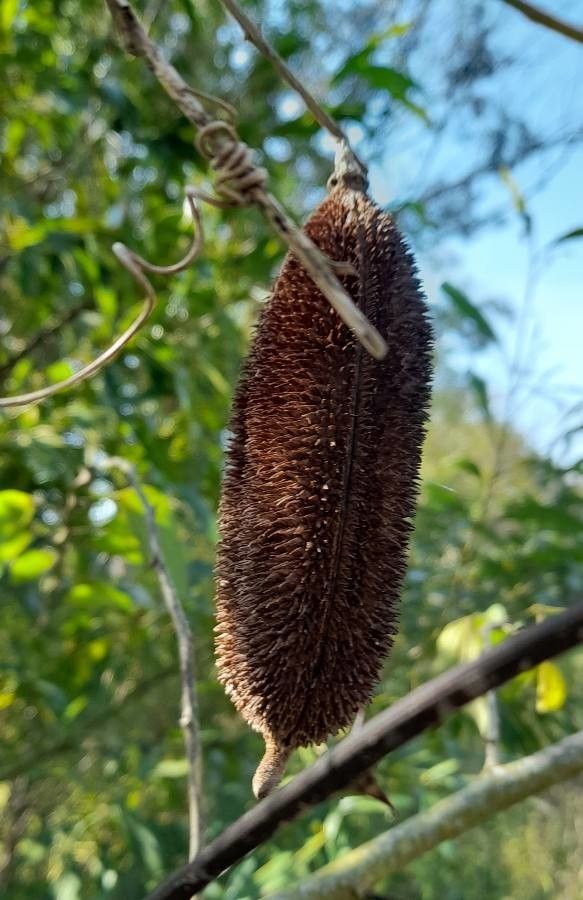 Amphilophium crucigerum fruit