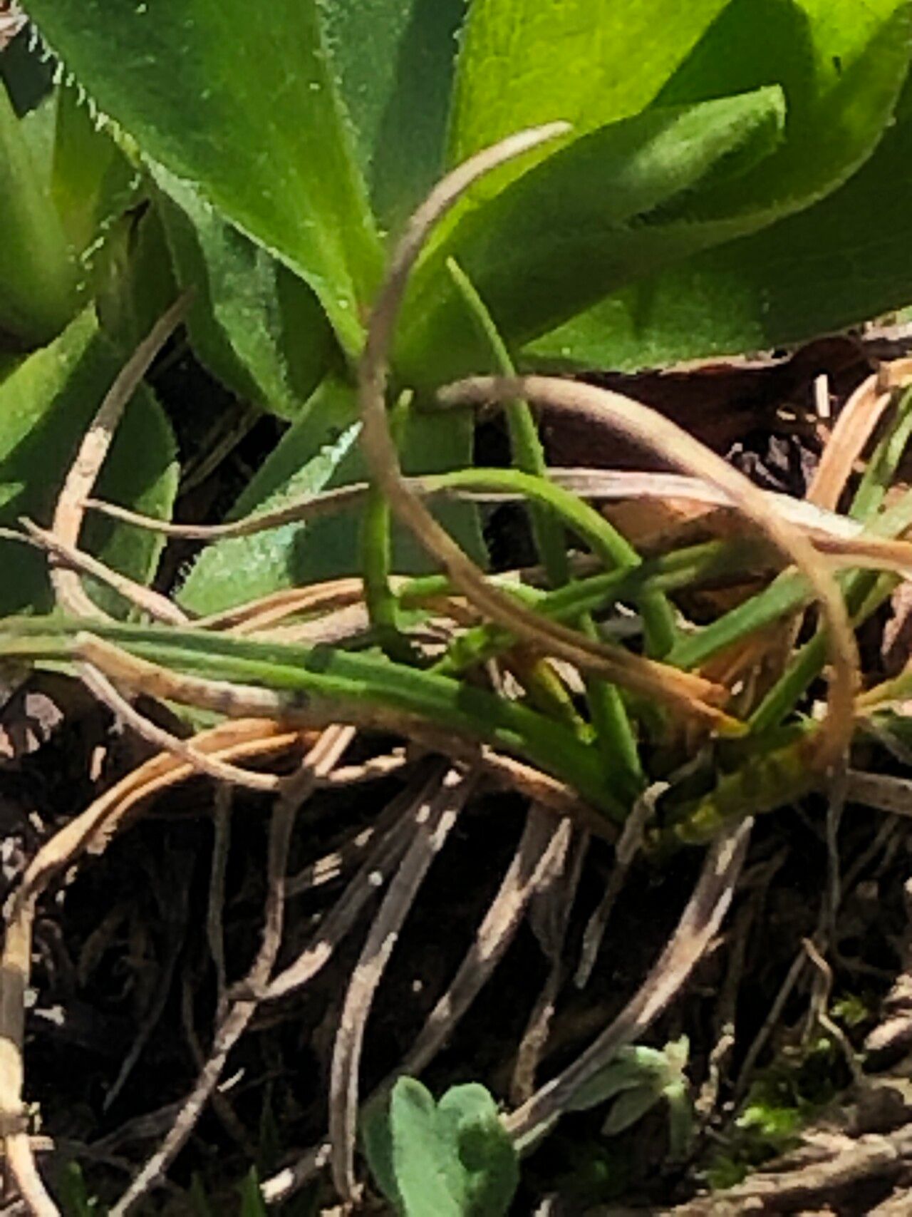 Carex pyrenaica — houseplant care guide