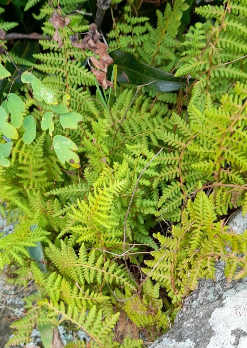 Woodsia montevidensis habit