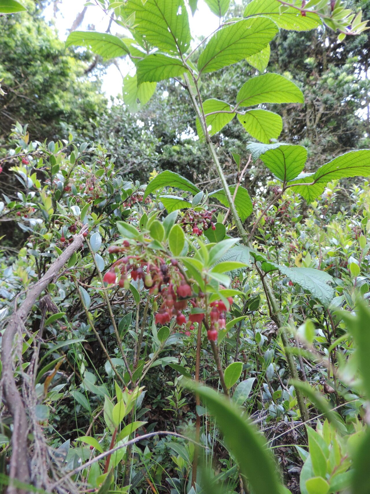Vaccinium stanleyi habit
