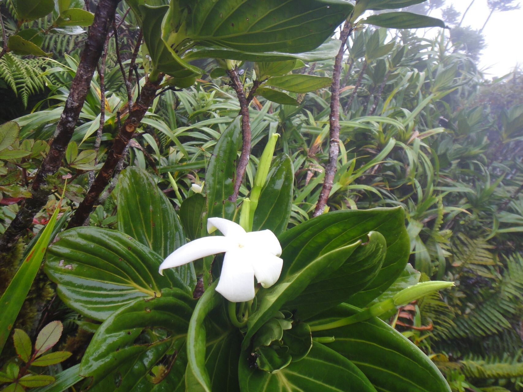 Atractocarpus colnettianus flower