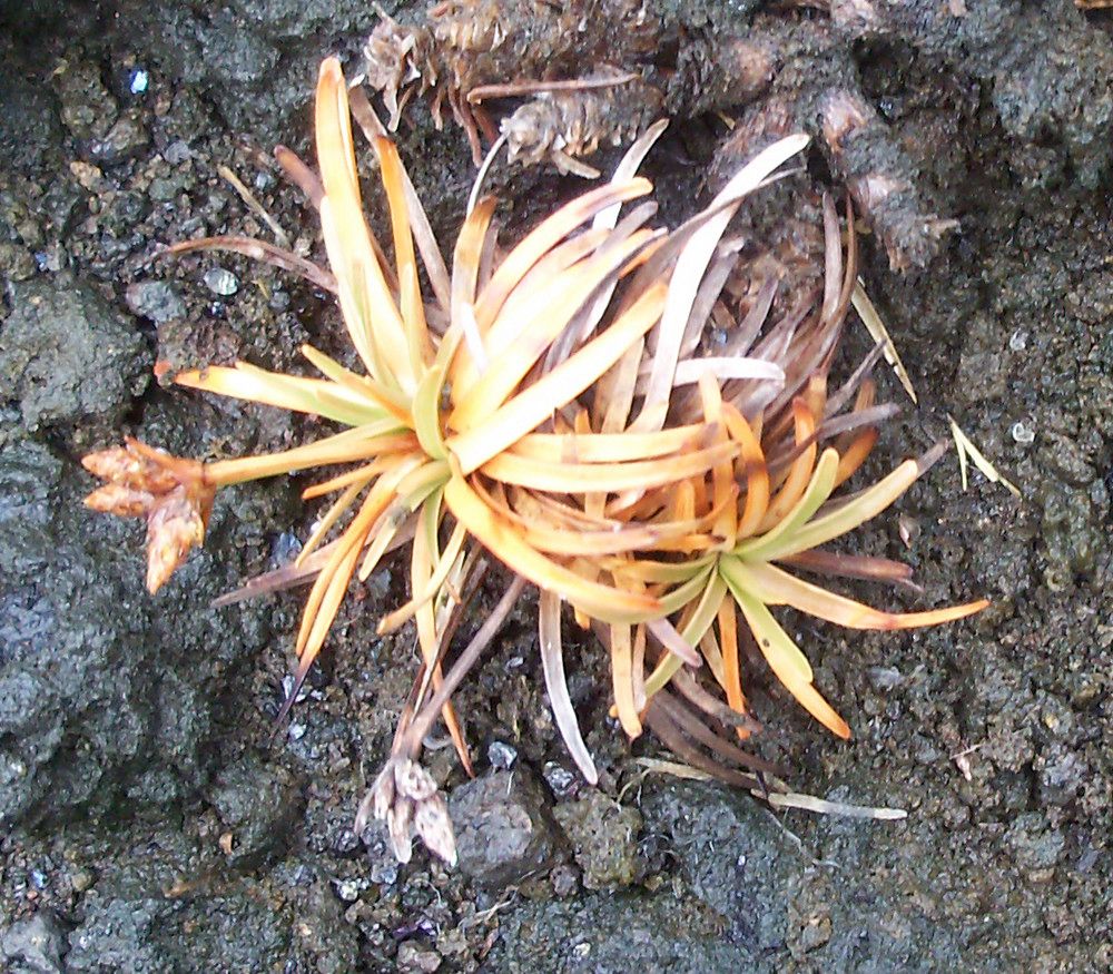 Fimbristylis cymosa habit