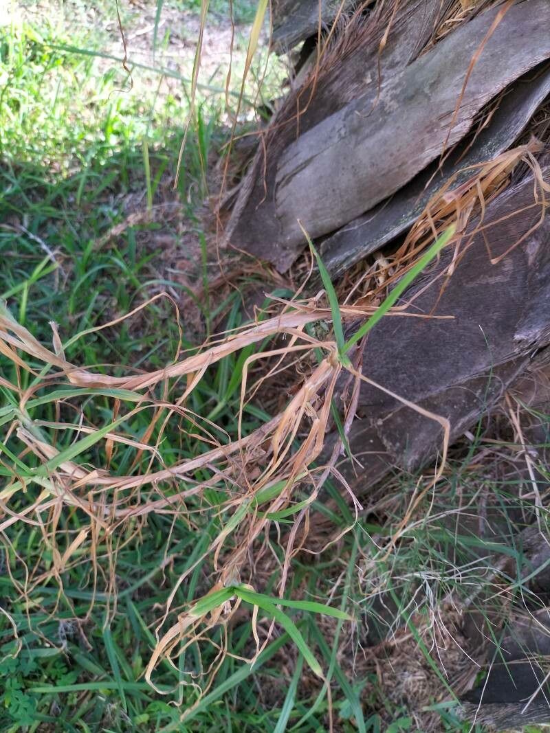 Ehrharta erecta habit