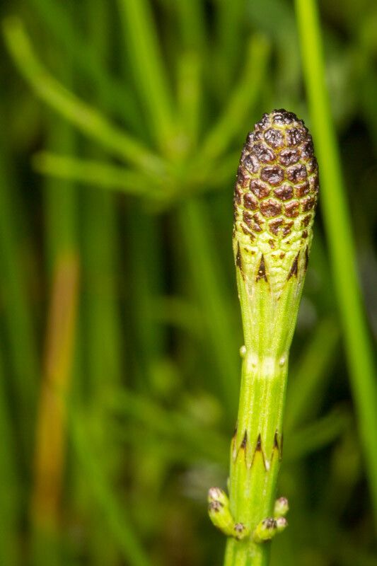 Equisetum palustre fruit