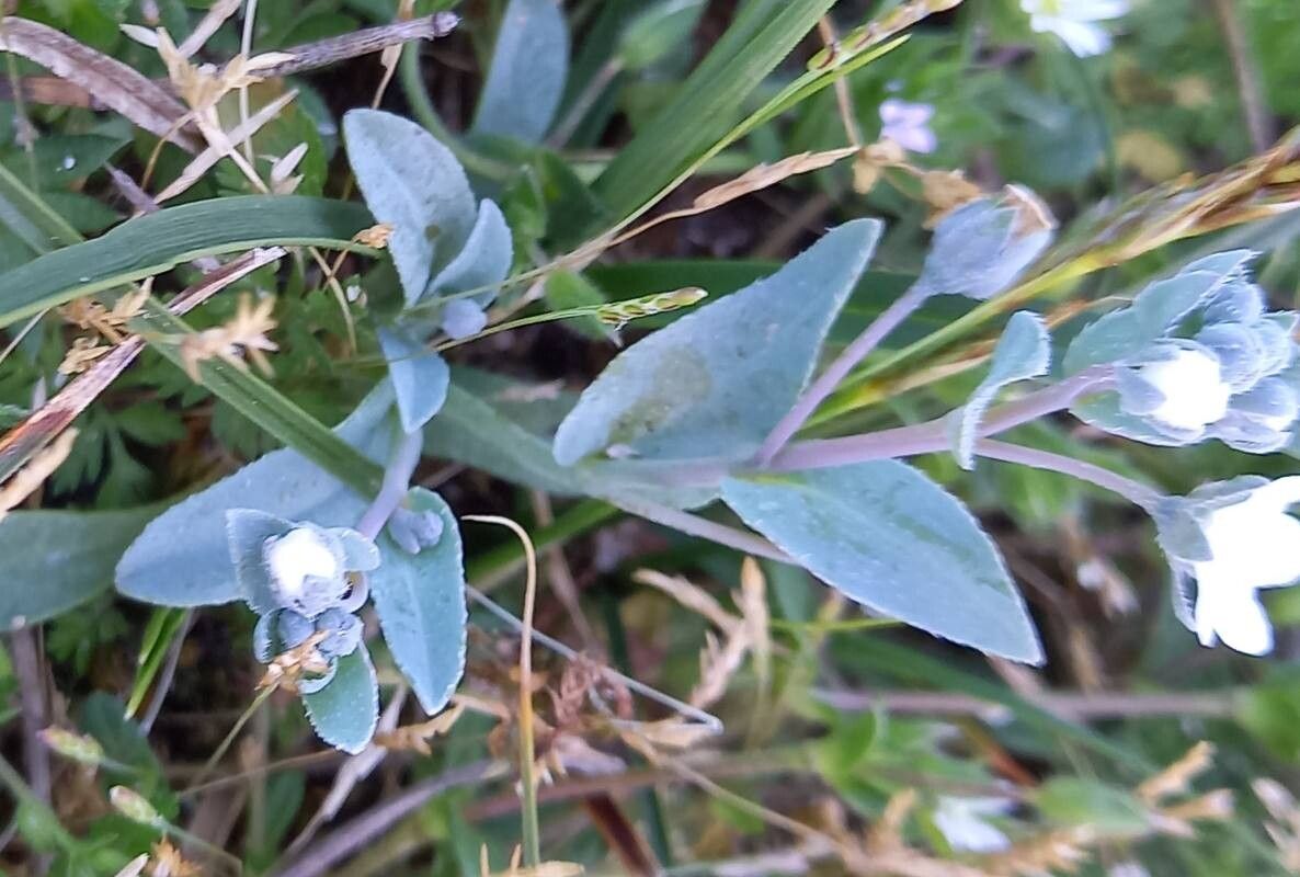 Iberodes littoralis — related species from the same genus