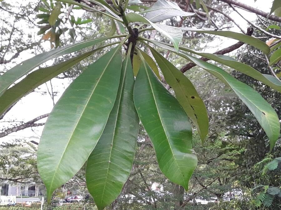 Rauvolfia caffra — related species from the same genus