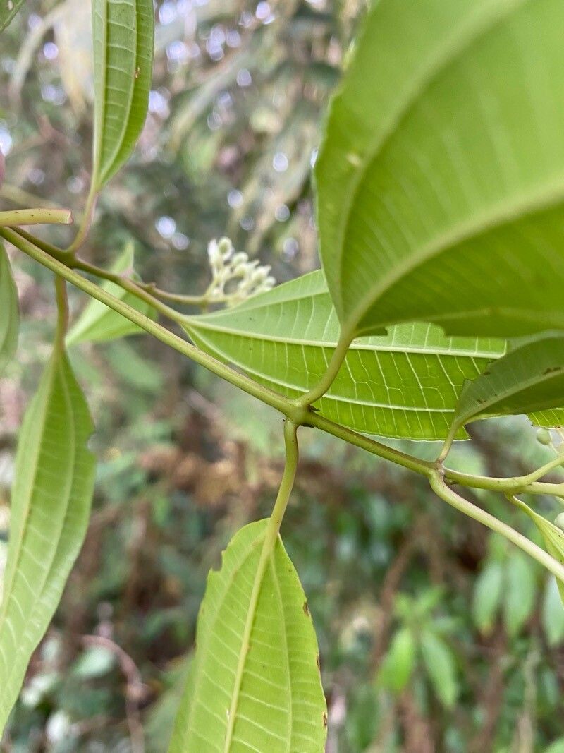 Miconia chiriquiensis — houseplant care guide