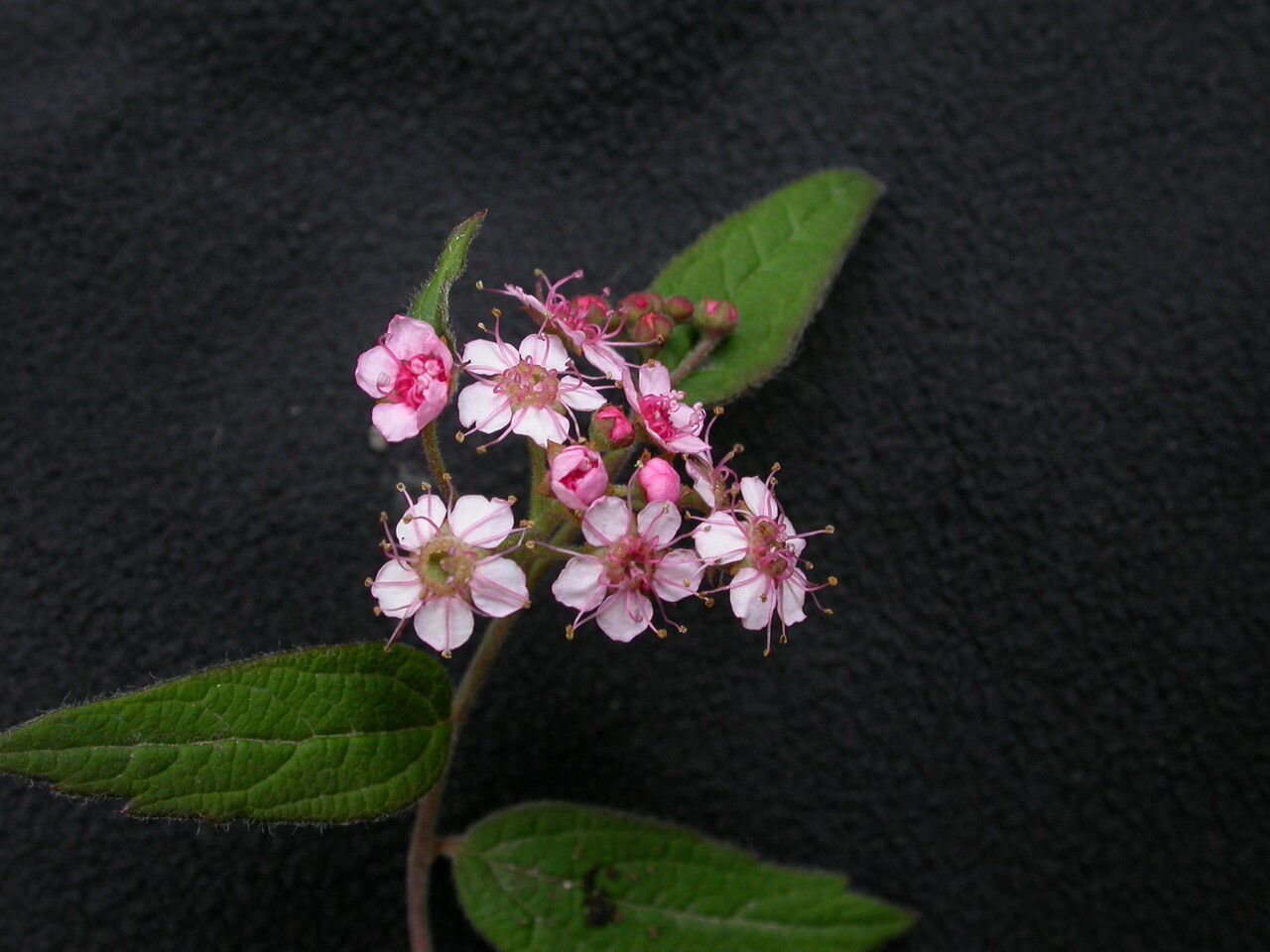 Spiraea bella habit