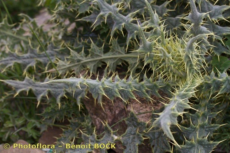 Cirsium chrysacanthum other