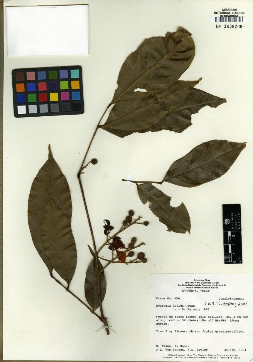 Swartzia lucida — houseplant care guide