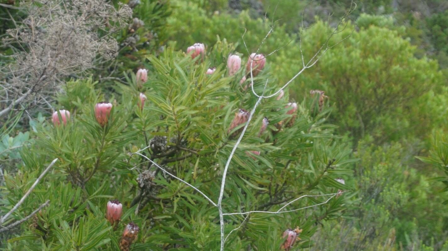 Protea neriifolia flower