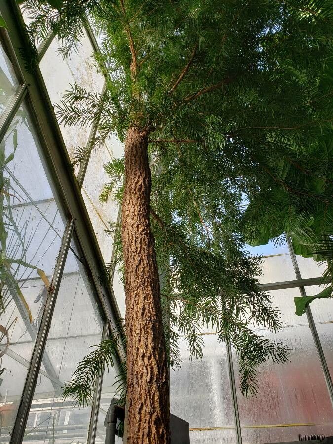 Keteleeria evelyniana habit