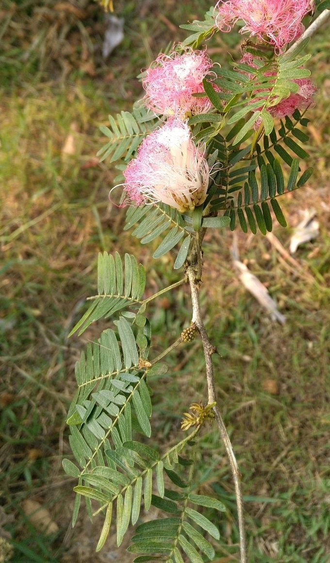 Calliandra surinamensis — search result for 'Guyana'