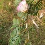 Calliandra surinamensis