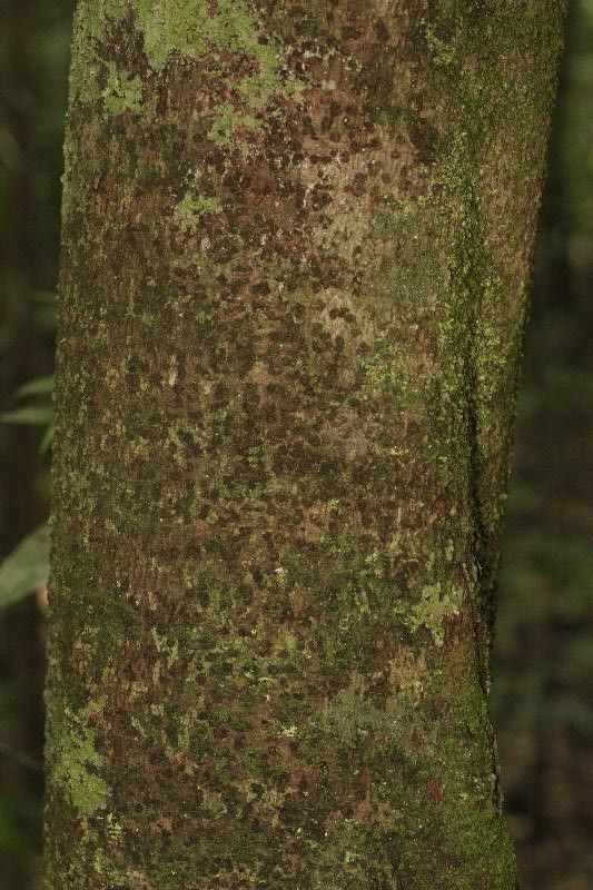 Matayba stenodictya bark