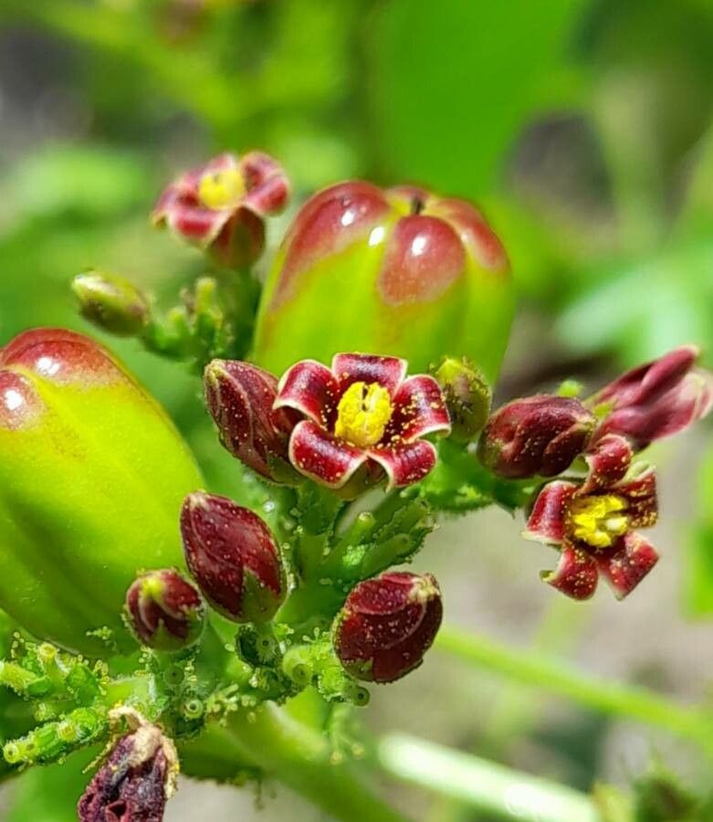 Jatropha excisa flower