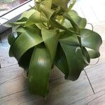 Nidularium billbergioides