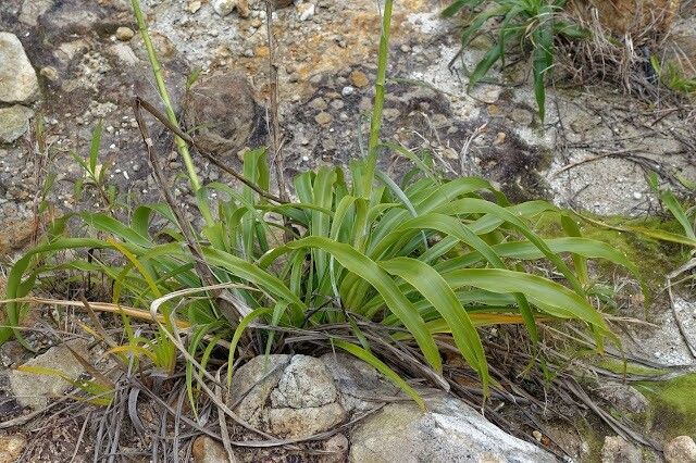 Pitcairnia micotrinensis — search result for 'Pitcairnia'