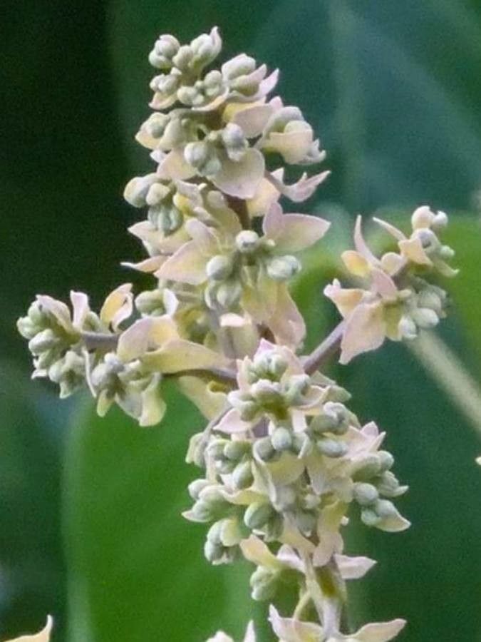 Vitex pinnata flower