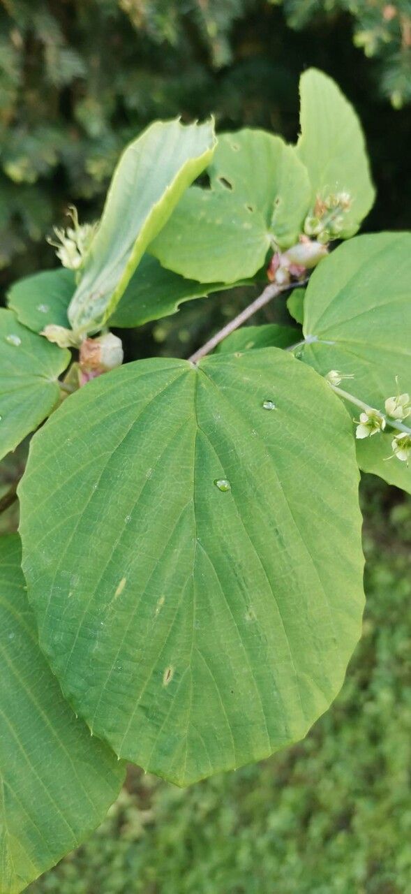 Corylopsis platypetala leaf