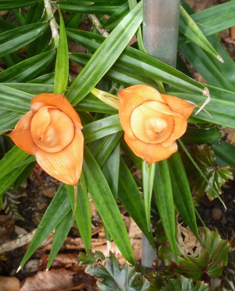 Freycinetia cumingiana flower