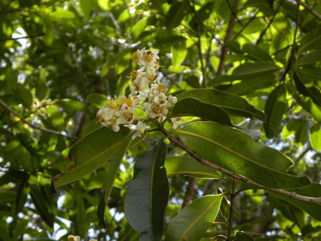 Calophyllum tacamahaca flower