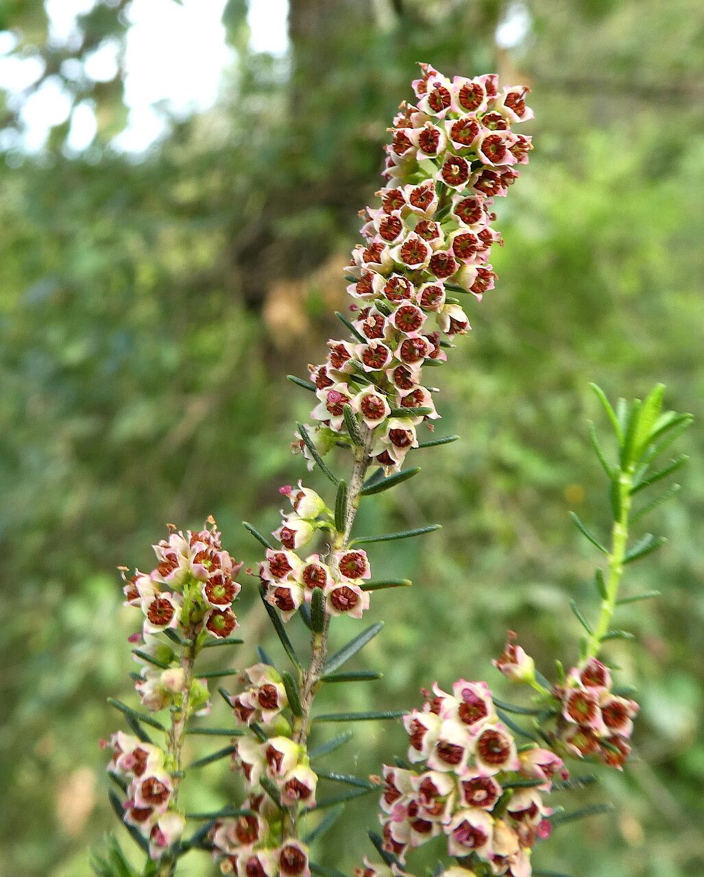 Erica scoparia flower