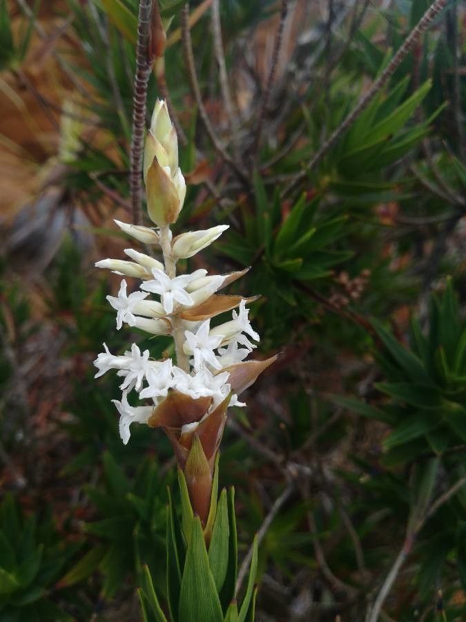 Dracophyllum mackeeanum flower