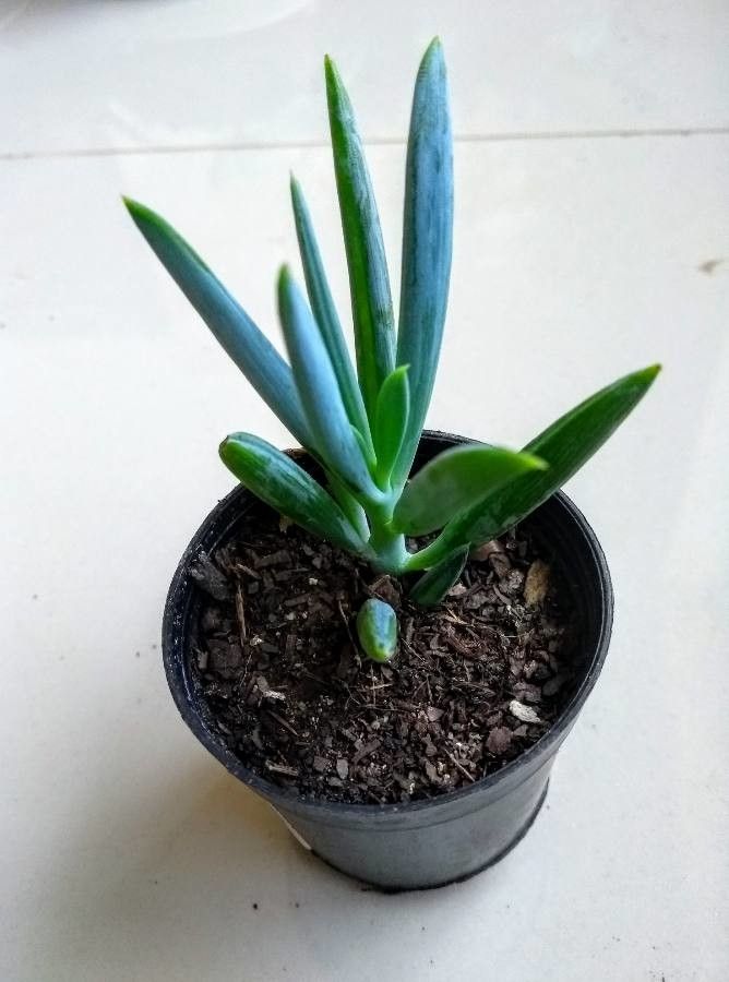 Kleinia ficoides leaf