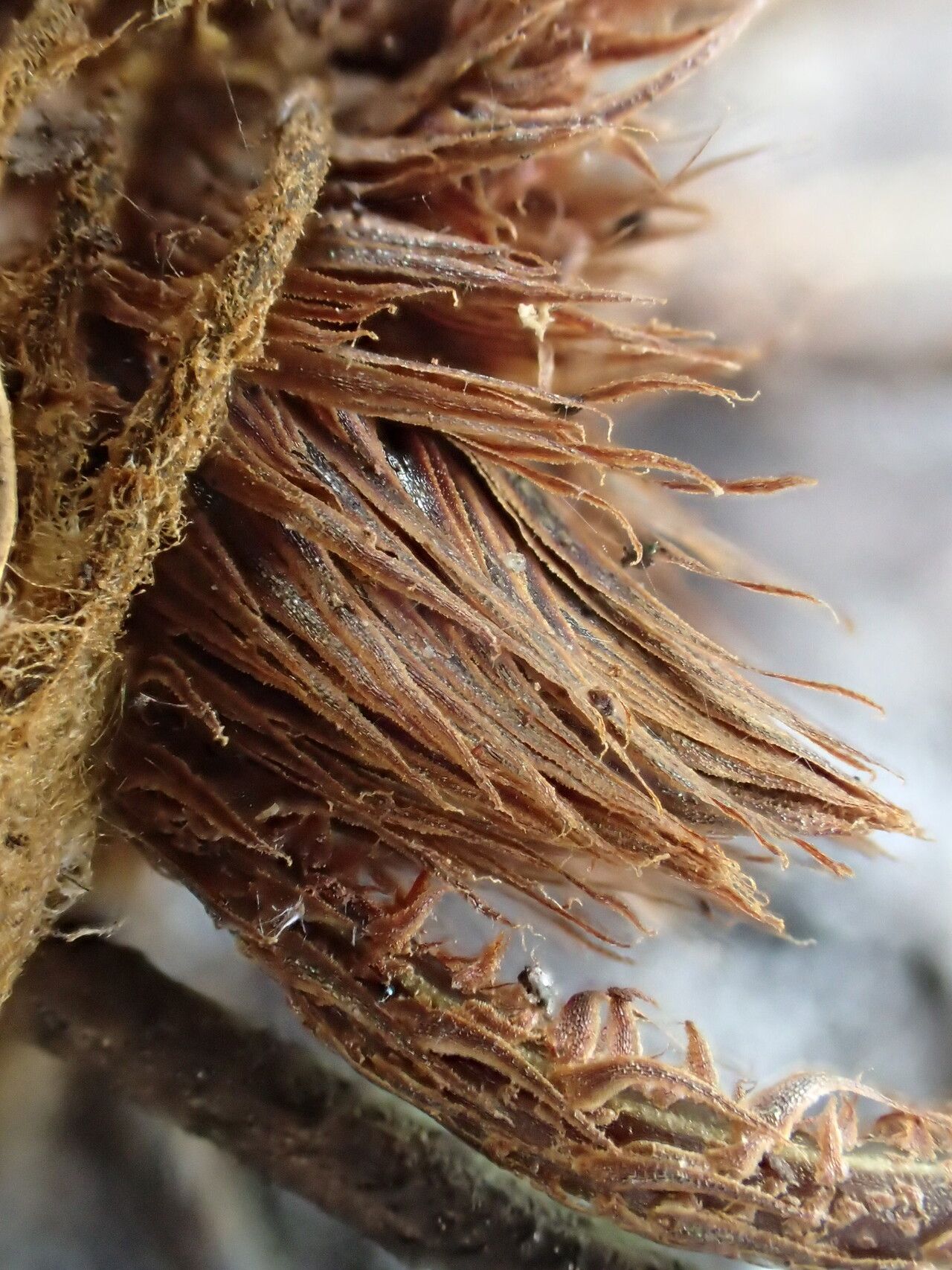 Asplenium stuhlmannii other