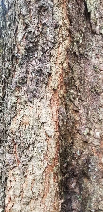 Nothofagus moorei bark