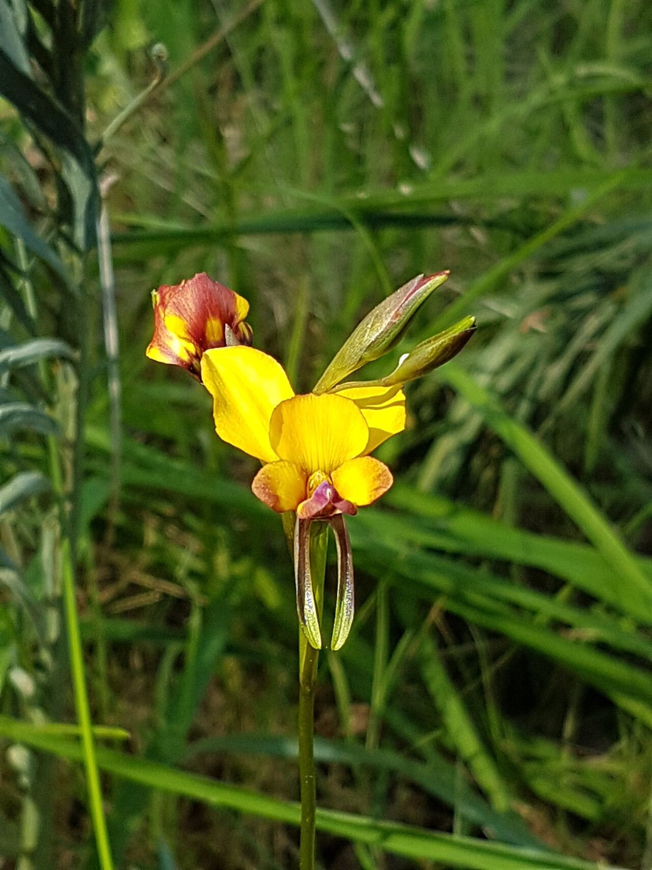 Diuris brumalis — related species from the same genus