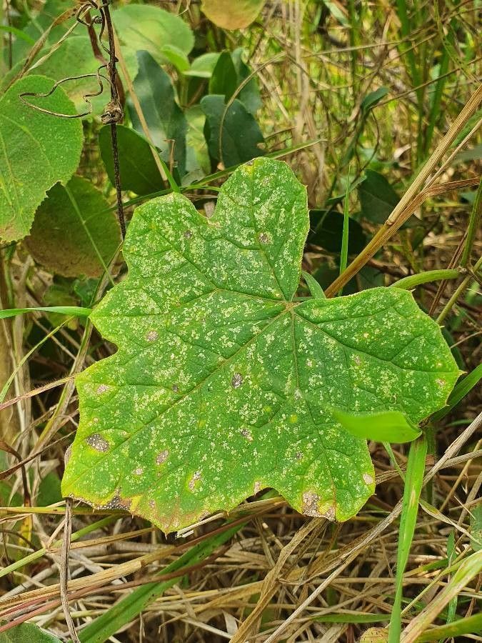 Coccinia trilobata leaf